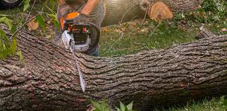 Best Hazardous Tree Removal  in North Browning, MT