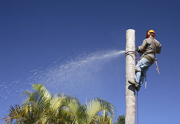 Best Fruit Tree Pruning  in North Browning, MT