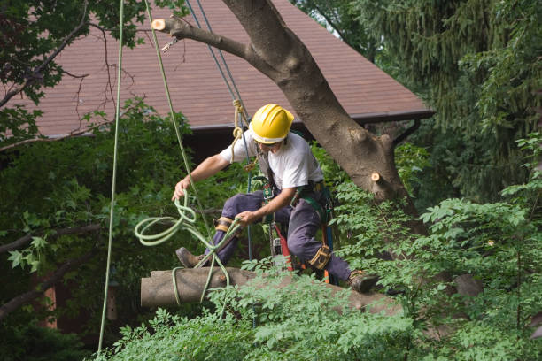 Best Stump Grinding and Removal  in North Browning, MT