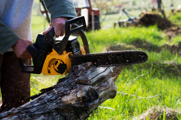 Tree and Shrub Care in North Browning, MT